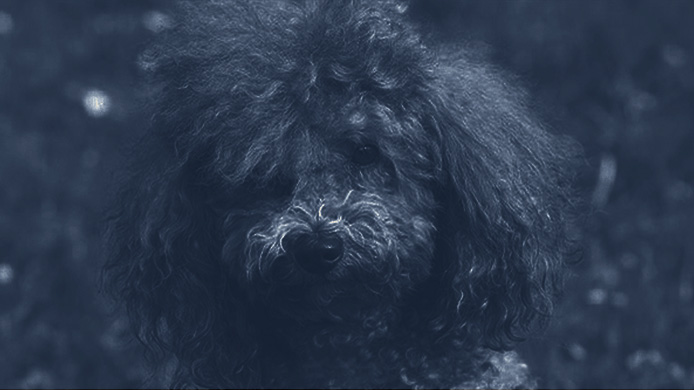 Что вы должны знать о POODLE